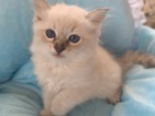 Ragdoll kocourek