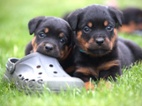 Rottweiler / Rotvajler