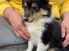 Šeltie - Sheltie s PP