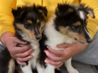 Šeltie - Sheltie s PP