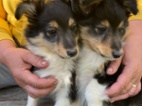 Šeltie - Sheltie s PP