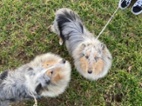 Šeltie - Sheltie s PP