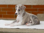 Whippet/Vipet s PP