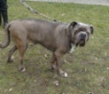 Italský corso pes (Cane Corso)