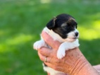 Papillon