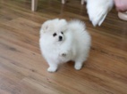 Pomeranian kluk
