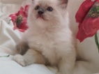 Ragdoll koťátka