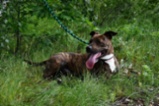 Americký pitbulteriér