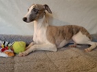 Vipet /Whippet/ - pejsek s PP