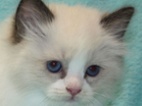 RAGDOLL KOŤÁTKA: