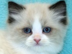 RAGDOLL KOŤÁTKA: