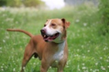 Americký pitbulteriér