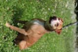 Americký pitbulteriér