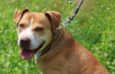 Americký pitbulteriér