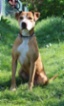 Americký pitbulteriér