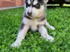 Sibiřská husky štěňátka bez PP
