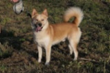 Akita-Inu