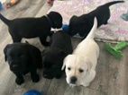 Prodáme štěňata labradorského retrívra