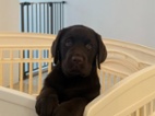 Prodáme štěňata labradorského retrívra
