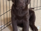 Prodáme štěňata labradorského retrívra
