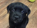 Prodáme štěňata labradorského retrívra