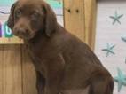 Prodáme štěňata labradorského retrívra