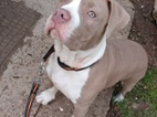6 měsíční štěně fenky American bully Xl