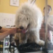Komondor