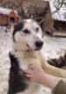 Sibiřský hasky