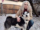 Sibiřský hasky