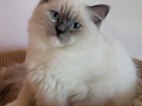 Ragdoll s PP