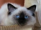Ragdoll s PP