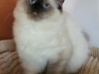Ragdoll s PP