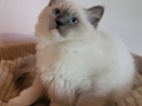 Ragdoll s PP