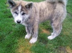 Akita-Inu