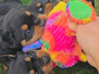 Štěňata rotvajler s PP - Rottweiler