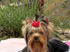 Yorkshire terrier fenka