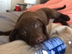 Štěňata labradorského retrívra k dispozi