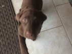Štěňata labradorského retrívra k dispozi