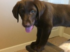Štěňata labradorského retrívra k dispozi