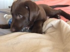 Štěňata labradorského retrívra k dispozi