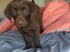 Štěňata labradorského retrívra k dispozi