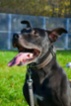 Americký pitbulteriér