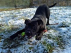 Americký pitbulteriér
