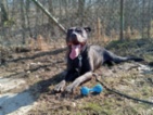 Americký pitbulteriér