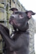 Americký pitbulteriér