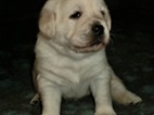 Labrador štěňátka s PP