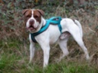 Americký buldok