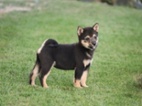 Shiba-inu - Cheb