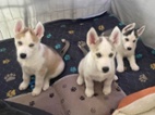 Štěňátka sibiřský husky  s PP